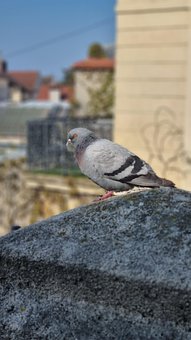 Free Pigeon Bird photo and picture