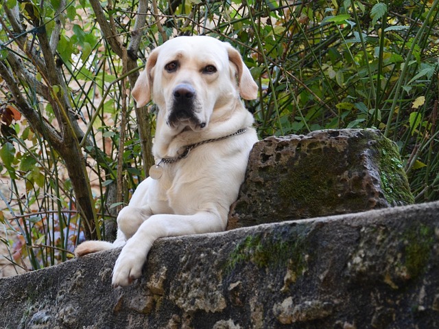 Free Dog Looking photo and picture