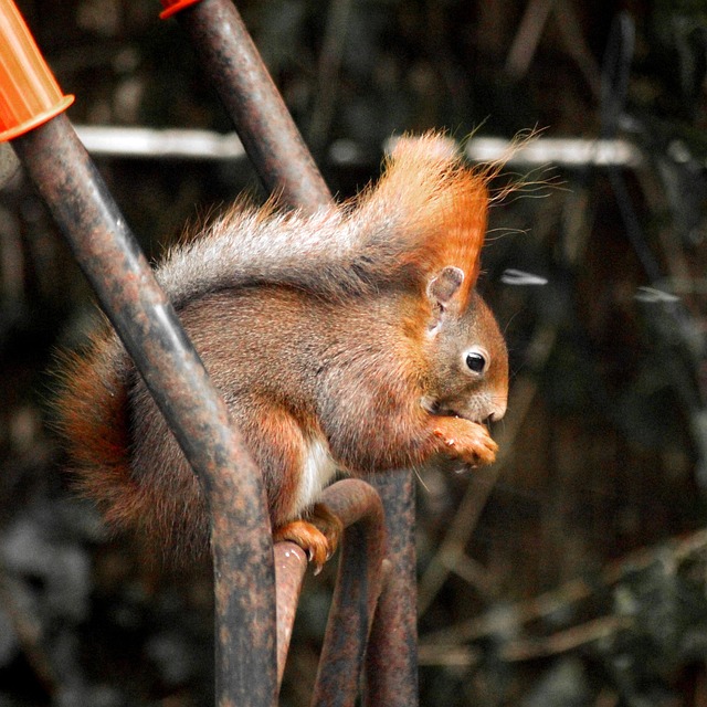 Free Squirrel Red Squirrel photo and picture