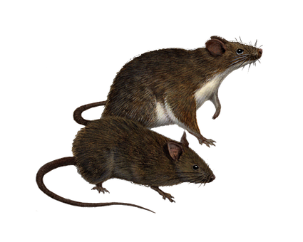 Free Mouse Pig illustration and picture