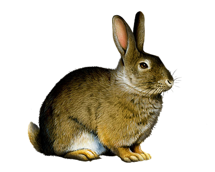 Free Rabbit Bunny illustration and picture