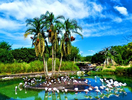 Free Pond Birds photo and picture