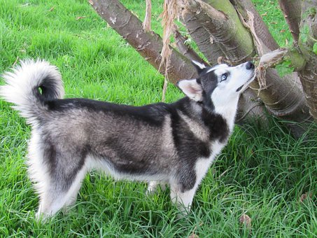 Free Dog Husky photo and picture