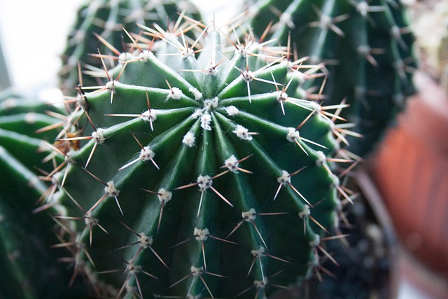 Free Cactus Plant photo and picture