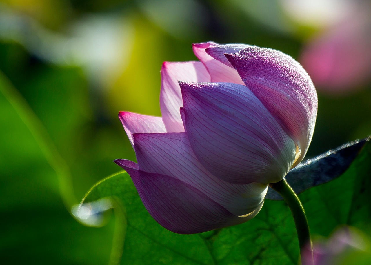 Lotus Flower Pink Free photo on Pixabay Pixabay