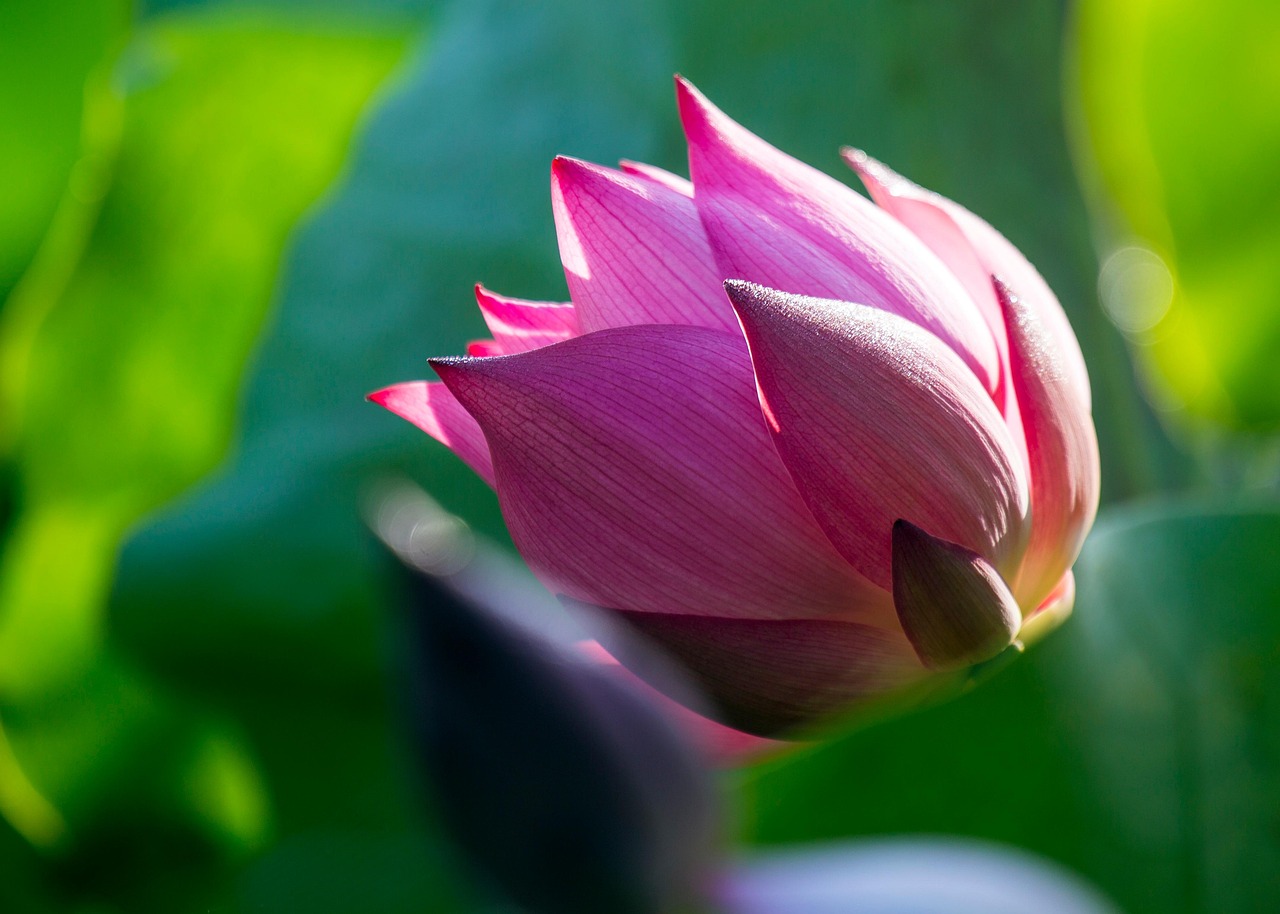Lotus Flower Pink Free photo on Pixabay Pixabay
