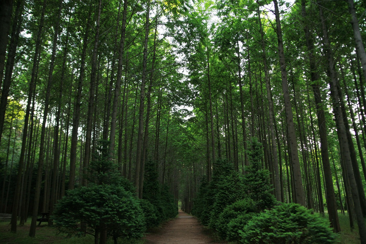 편백 나무 편백나무 숲 길 - Kostenloses Foto auf Pixabay - Pixabay