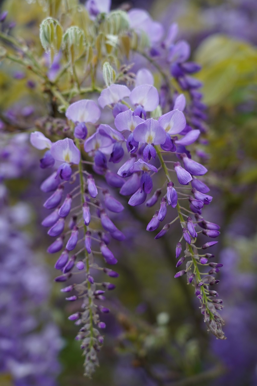 violetit-kukat-kukinto-ilmainen-valokuva-pixabayssa-pixabay