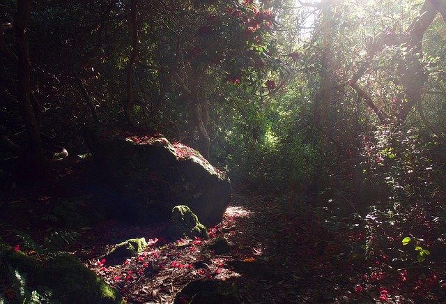 Free Flowers Forest photo and picture