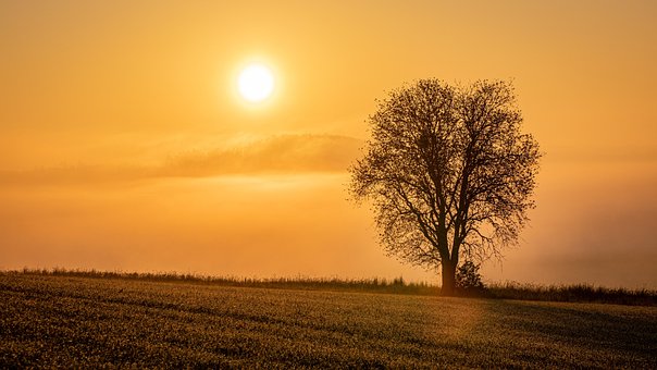 Západ Slunce, Pole, Strom, Tráva