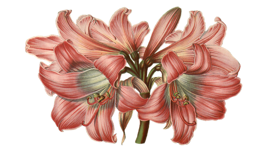 Blomster, Plante, Årgang, Kronblade