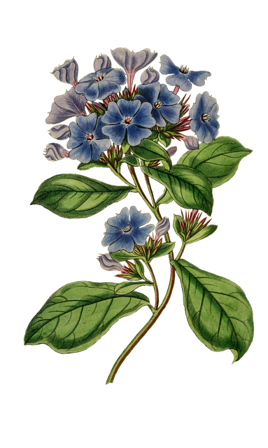 Cape Leadwort, Blomster, Plante, Årgang