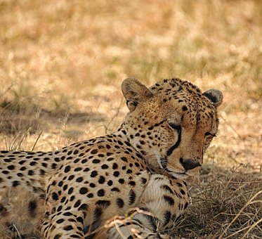Gepard, Dyr, Safari, Pattedyr, Stor Kat