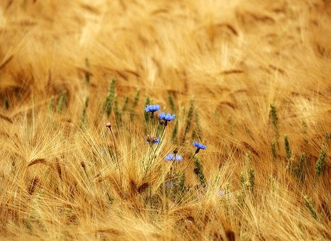 Kornblomst, Blomster, Felt, Blå Blomster