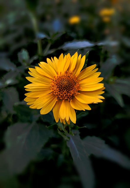 Kokardenblume, Blume, Pflanze