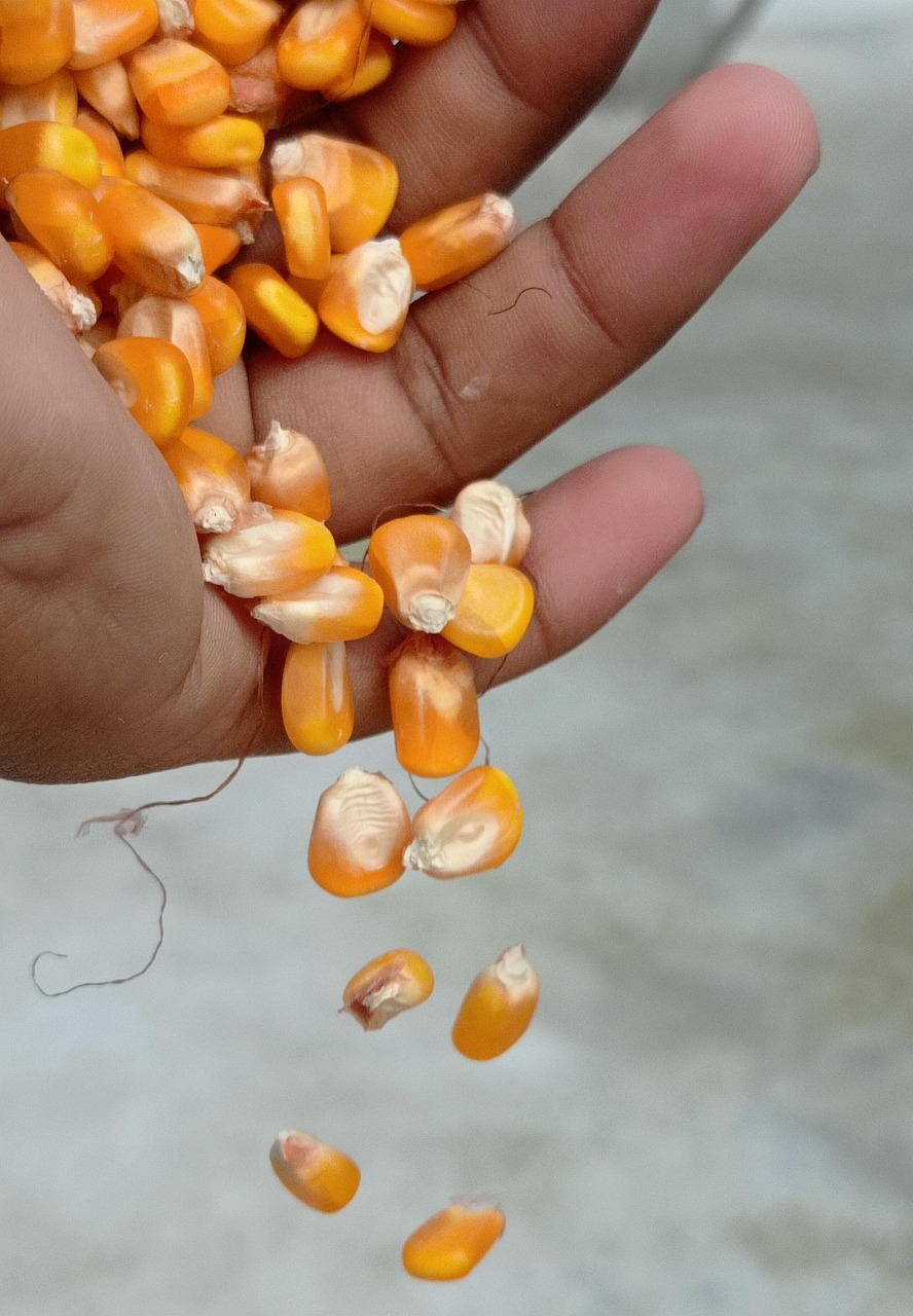 Corn Kernels Food Hand Free photo on Pixabay Pixabay