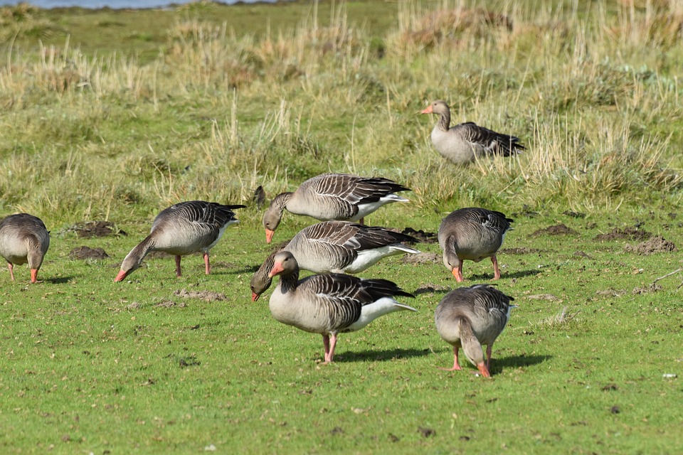Greylag Geese Field - Free photo on Pixabay