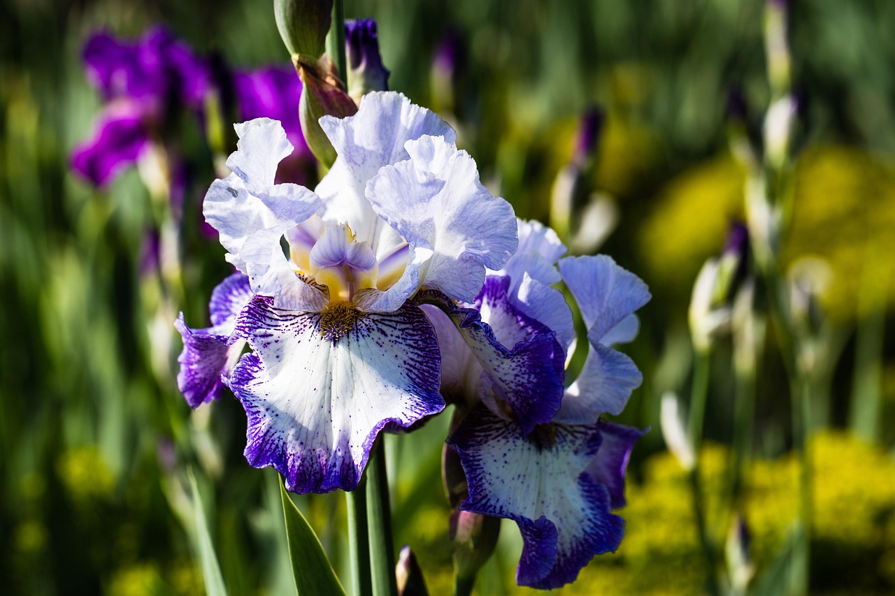 Iris Flower Plant Purple - Free photo on Pixabay - Pixabay