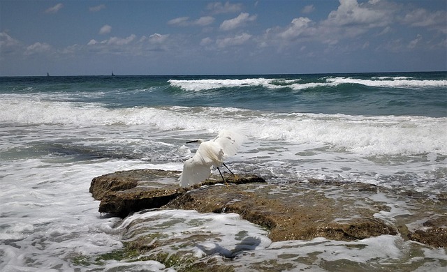 Free Heron Beach photo and picture