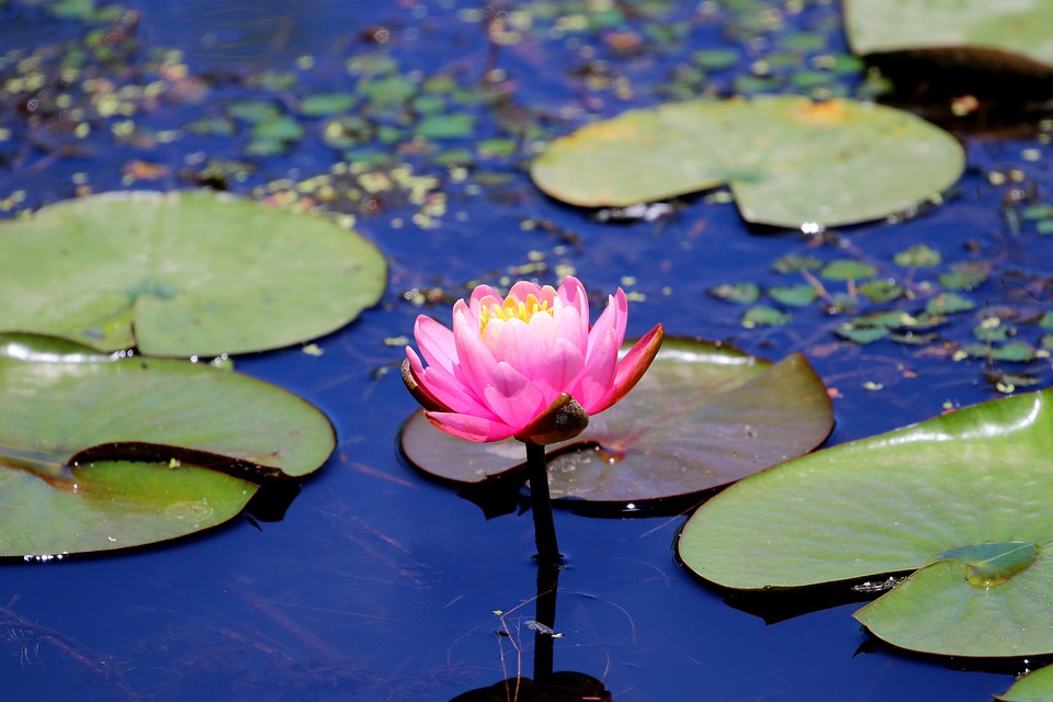 莲花莲花池花 Pixabay上的免费照片