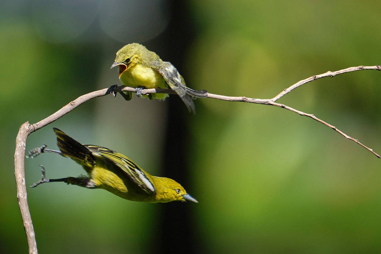 Birds Fledgling Mother And Child - Free photo on Pixabay - Pixabay