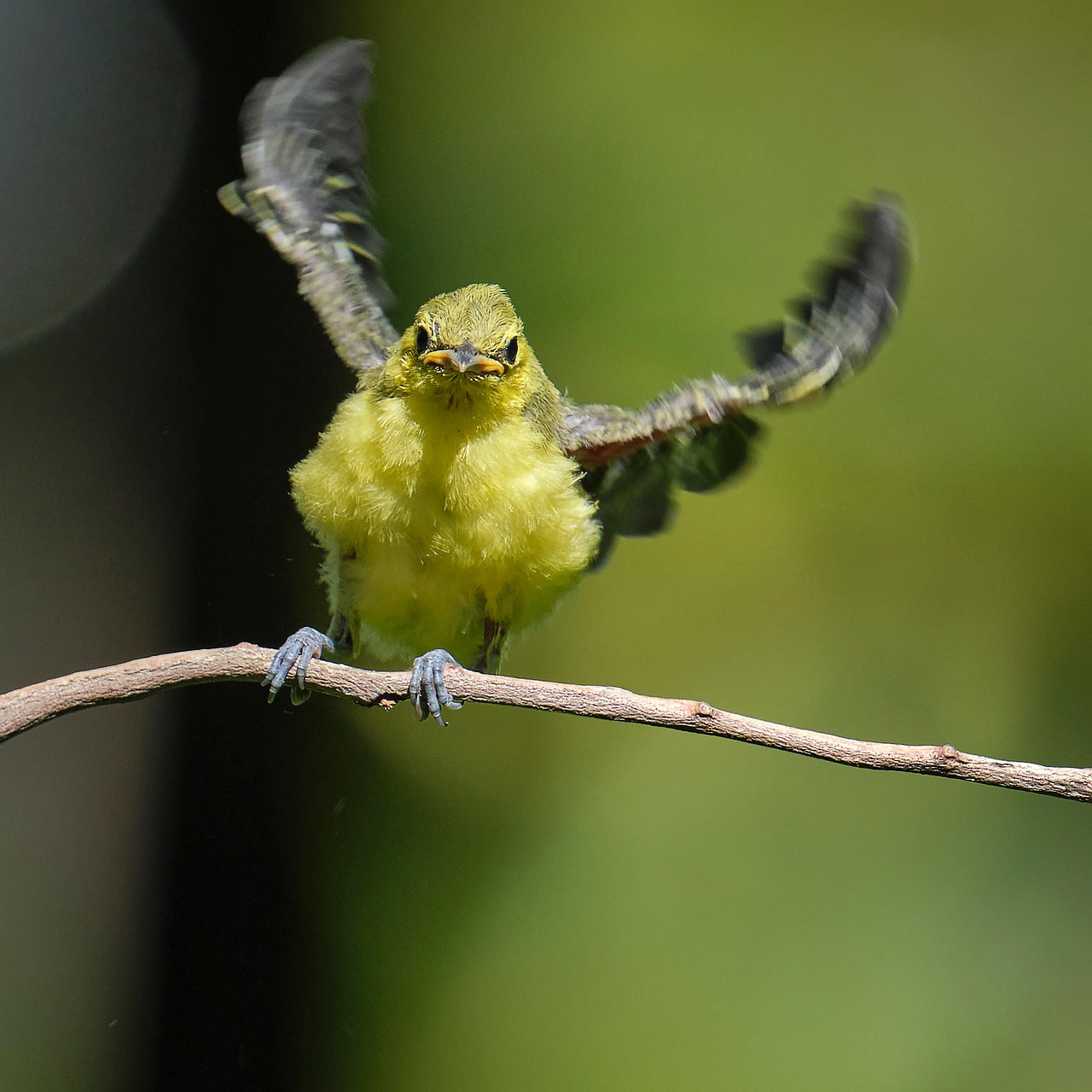 Fledgling Feather Ssd M13