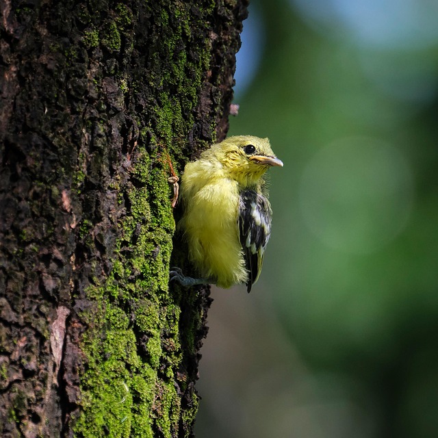 Fledgling Bird Young Animal - Free photo on Pixabay