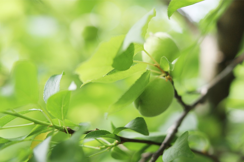 Green Apricot Fruits Plant Free photo on Pixabay Pixabay
