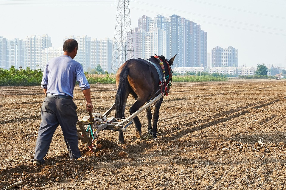 Horse Cultivation Farm Free photo on Pixabay