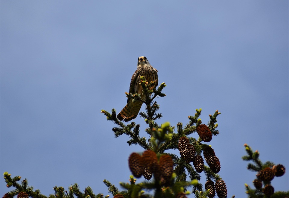 Kestrel Bird Pine - Free photo on Pixabay