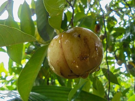 Nuez Moscada, Fruta, Nuevo, Orgánica