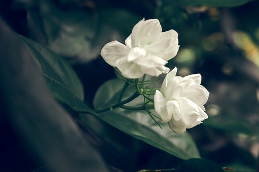 Jasmin, Blomster, Hvide Blomster