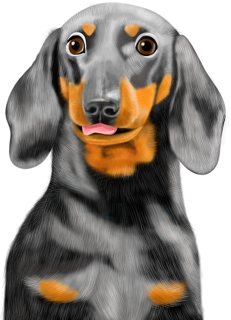 Dachshund, Hund, Kjæledyr, Portrett