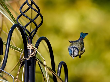 Free Blue Tit Bird photo and picture