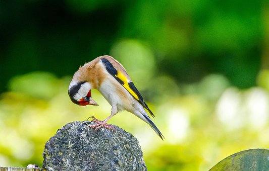 Free Goldfinch Bird photo and picture