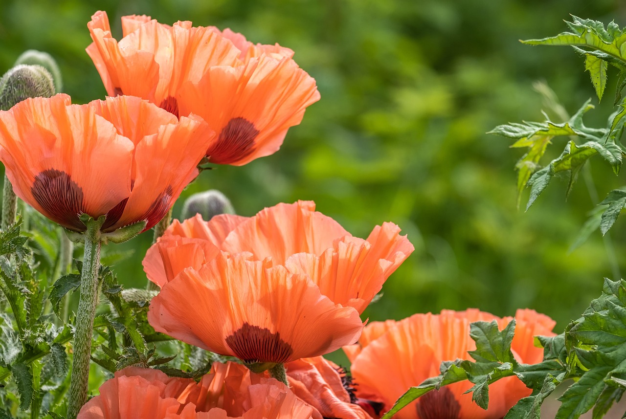 https://cdn.pixabay.com/photo/2021/06/03/13/12/poppy-6307037_1280.jpg