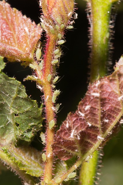 Free Aphid Macro photo and picture