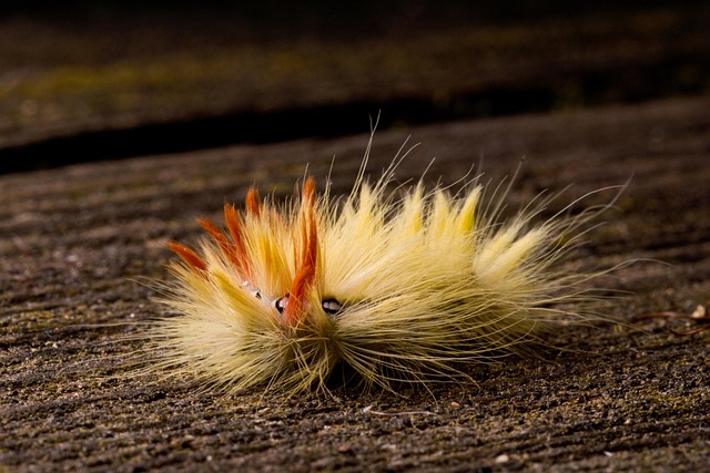 Free Sycamore Caterpillar photo and picture