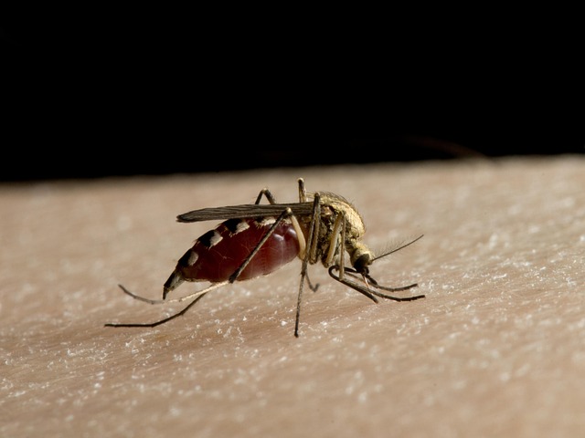 Free Mosquito Skin photo and picture