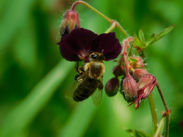 Free Bee Insect photo and picture