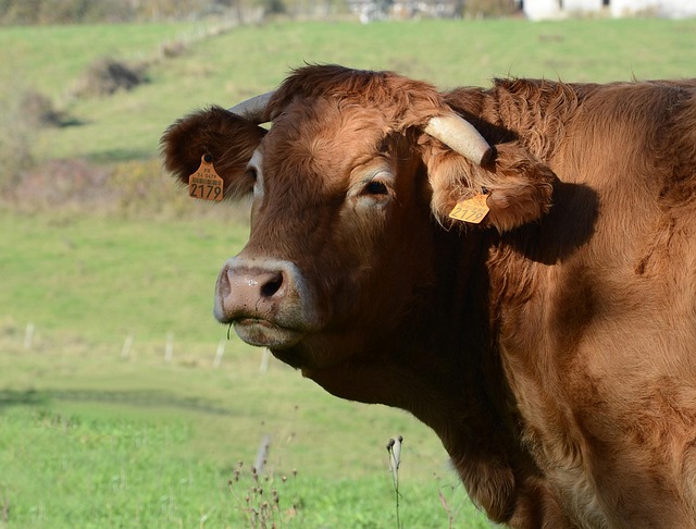 Free Cow Short Horns photo and picture