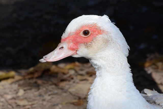 Free Duck Beak photo and picture