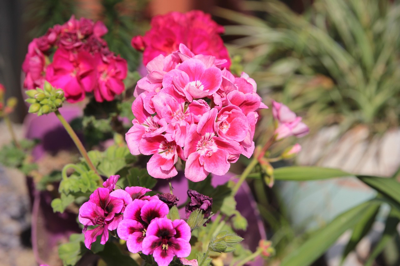 Geranium Geranien Kraut - Kostenloses Foto auf Pixabay - Pixabay