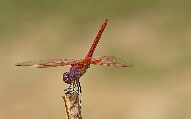 Free Dragonfly Insect photo and picture