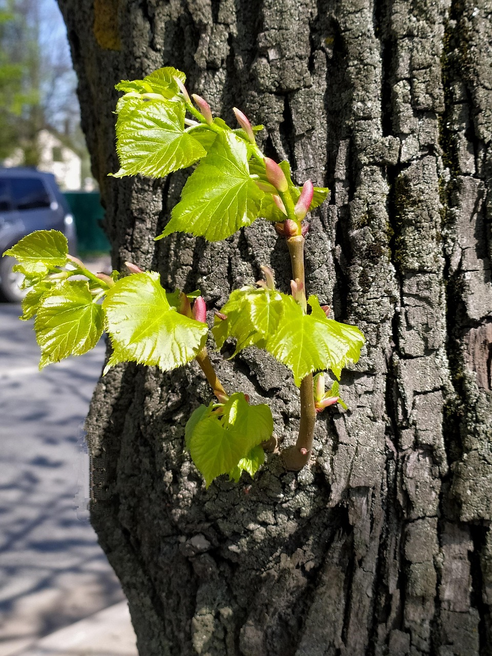 Linden Leaves Tree - Free photo on Pixabay - Pixabay