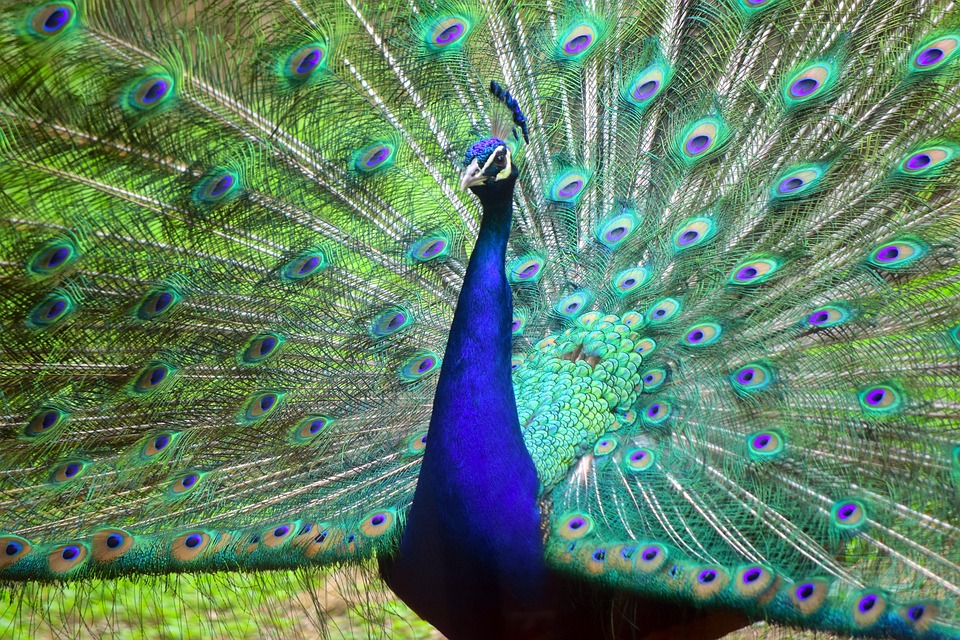 공작 새 깃털 - Pixabay의 무료 사진 - Pixabay