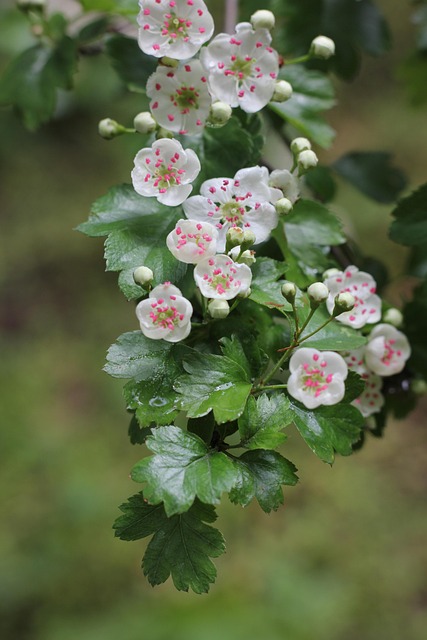 Free Flowers Petals photo and picture