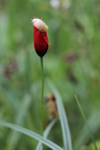 Free Poppy Flower photo and picture