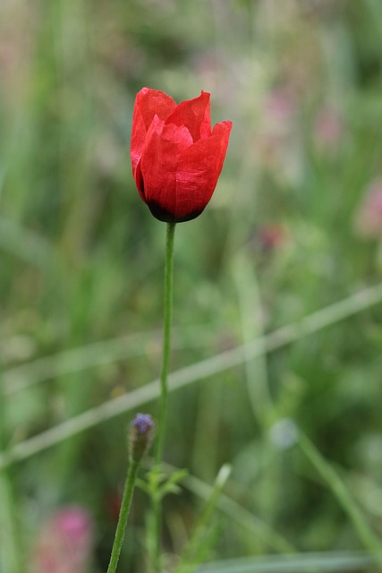 Free Poppy Flower photo and picture