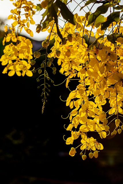Free Flower Canary photo and picture